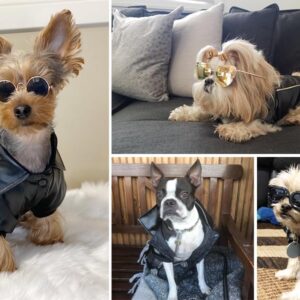 NIULA Dog Leather Jacket - Cute Leather Dog Jackets Motorcycle Clothes with Buttons Pet Waterproof Winter Coat for Small Medium Dogs