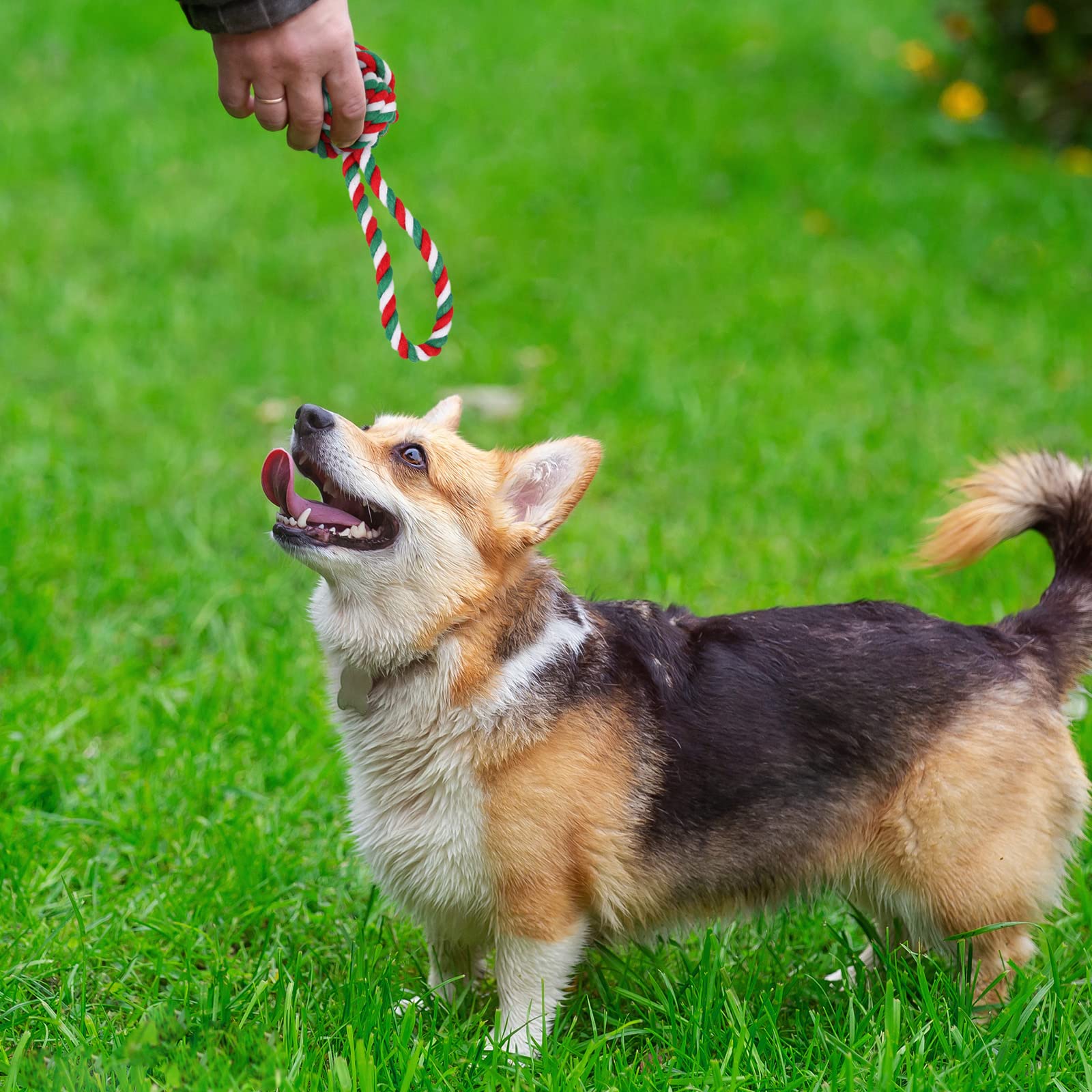 Whaline 7Pcs Christmas Pet Toy Kit Include Chewing Toys, Dog Bandana and Xmas Tree Squeak Toy Red Green Candy Bone Ball Shape Knot Cotton Rope Chew Toys for Small Medium Large Dog Christmas Pet Gifts