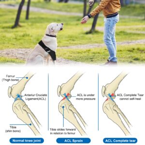 HUAME Dog Knee Brace, Dog Leg Braces for Back Leg for ACL, Knee Cap Dislocation, Arthritis, Reduces Pain and Inflammation with Side Stabilizers Dog Leg Brace (S, Black)