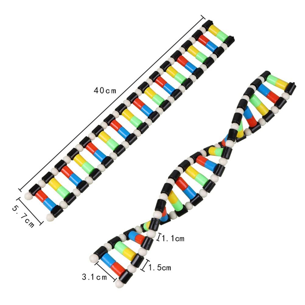 iplusmile DNA Models Double Helix Structure Models DNA Double Helix Modesl Kit Biological Science Popularization Teaching Aids for DNA Assembling