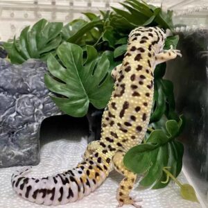 KERUIDENG Reptile Plants for Terrarium Decor,Amphibian Habitat Decor,Artificial Plants for Gecko Chameleon Snake Tortoise Tank Accessories with Base (Monstera deliciosa)