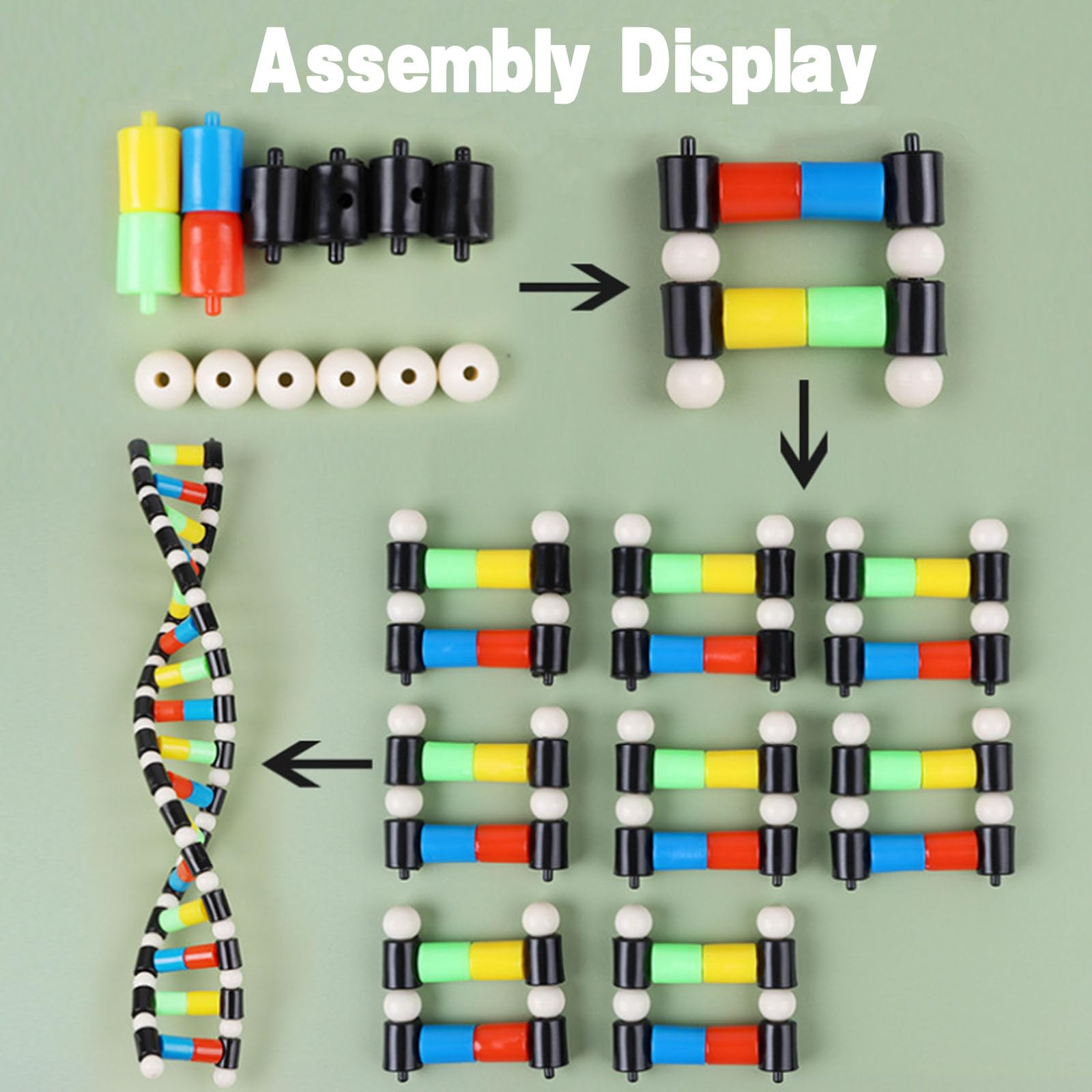 iplusmile DNA Models Double Helix Structure Models DNA Double Helix Modesl Kit Biological Science Popularization Teaching Aids for DNA Assembling