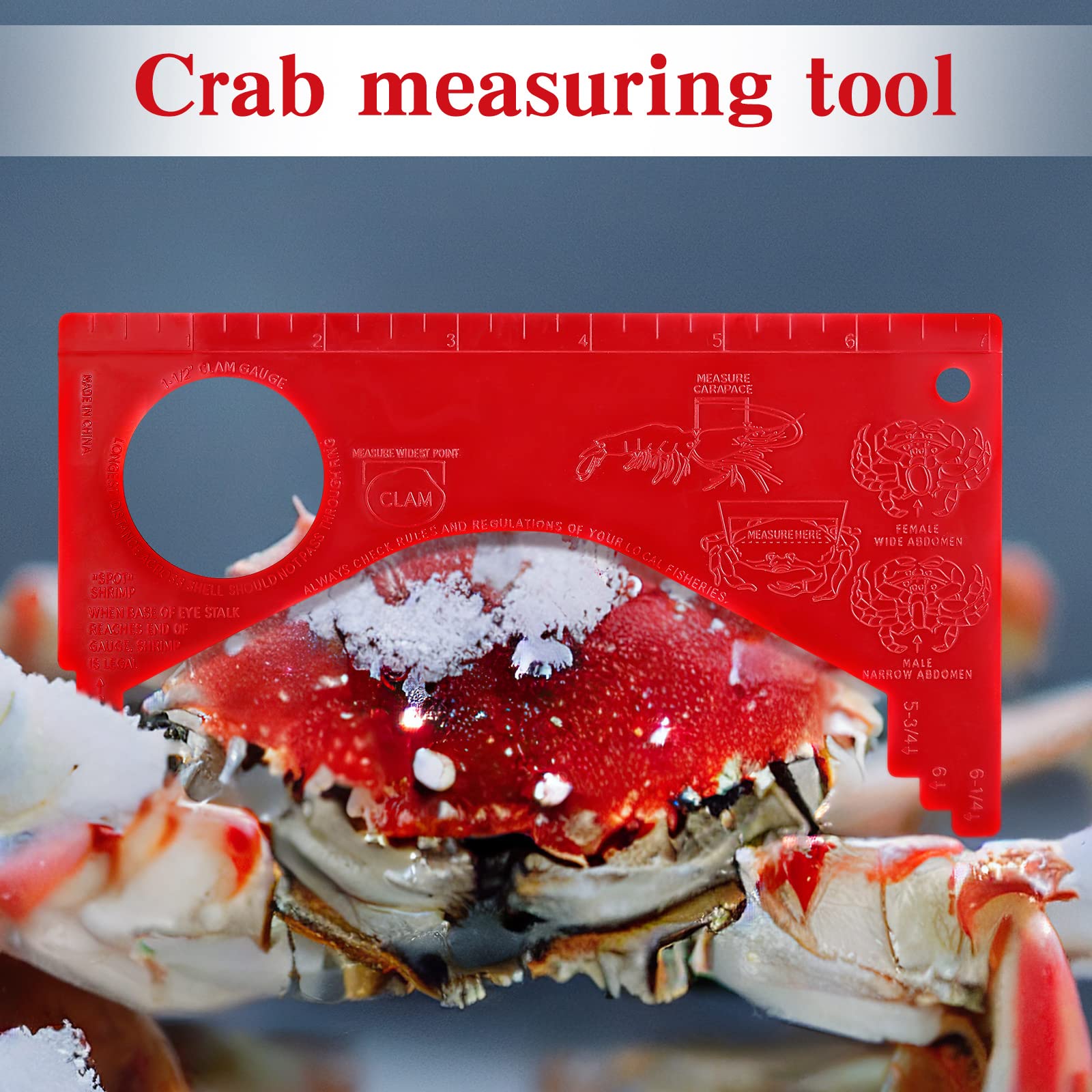 Kathfly 4 Pcs Dungeness Crab Gauge Measure Clam Measuring Tool for Multi Shrimps Lobster Shellfish, Red