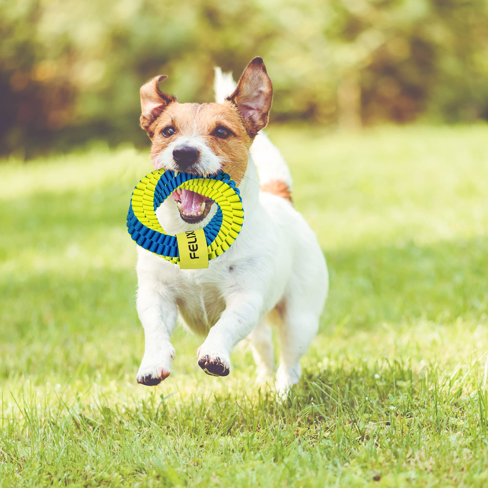 FELIXPAW Dogs Annular Toy Sensitive Colors and Protruding Shape Modeling Design Stimulate Dogs Long Time Playing Easier to Cleaning Teeth, for Small & Medium Dogs Training and Playing,Nylon