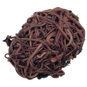 homegrownworms - 1/2 pound red wigglers live composting worms - 500+ count guaranteed live delivery - vermicomposting garden red wrigglers - eisenia fetida - worm farm