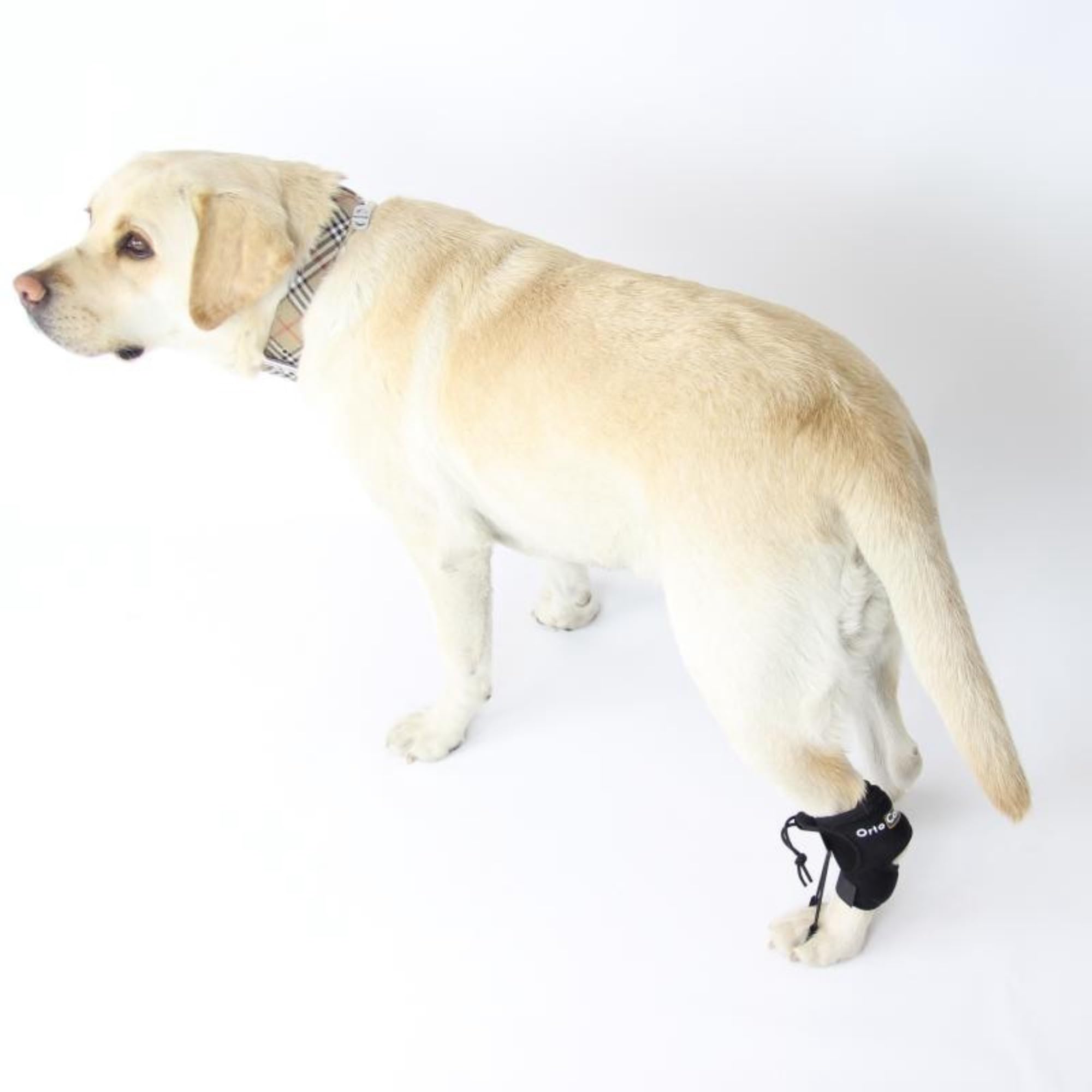 Ortocanis - Proprioceptive Corrector for Dogs with Sciatic Nerve Injuries. Myelopathy and Spinal Injuries. Size M