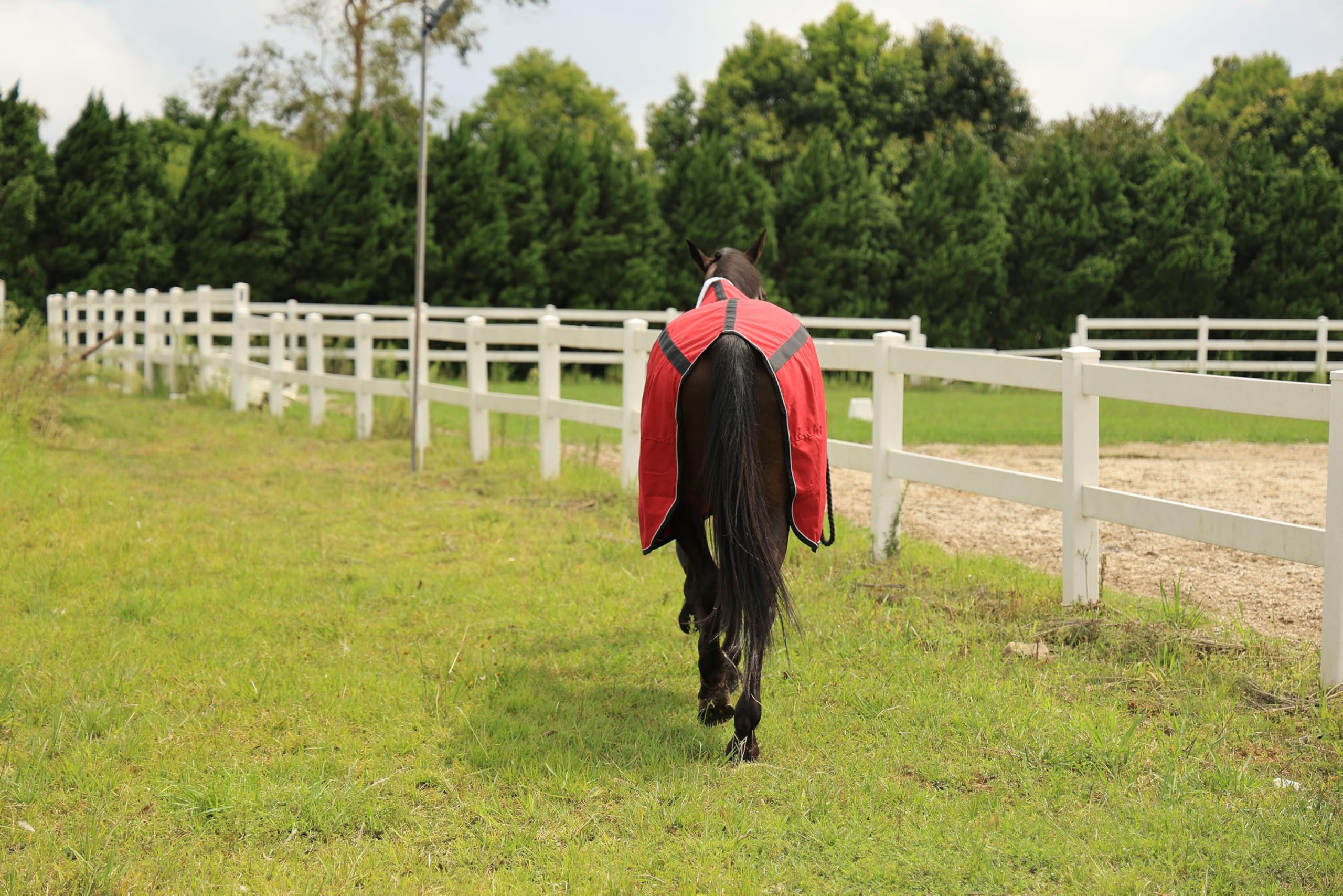 T TEKE Deluxe Horse Canvas Sheet for Snug and Clean in Stable, or as a Blanket Liner. (Size Range 51"-87" Including Mini Horse)