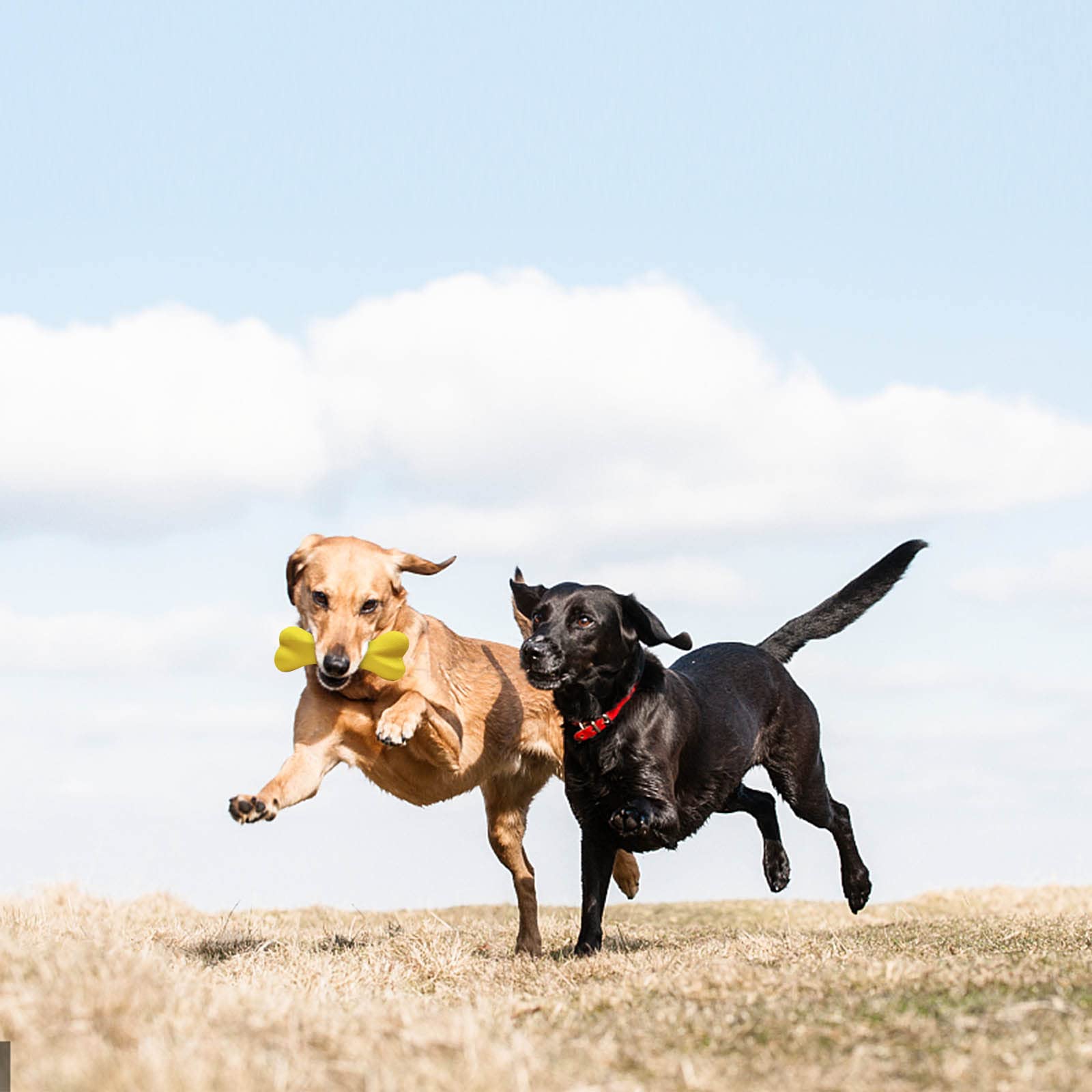 Qesonoo Dog Toys for Aggressive Chewers Dog SuperChewy Tough Dog Bone Toy for Large Medium Dogs Breed Strong Natural Rubber