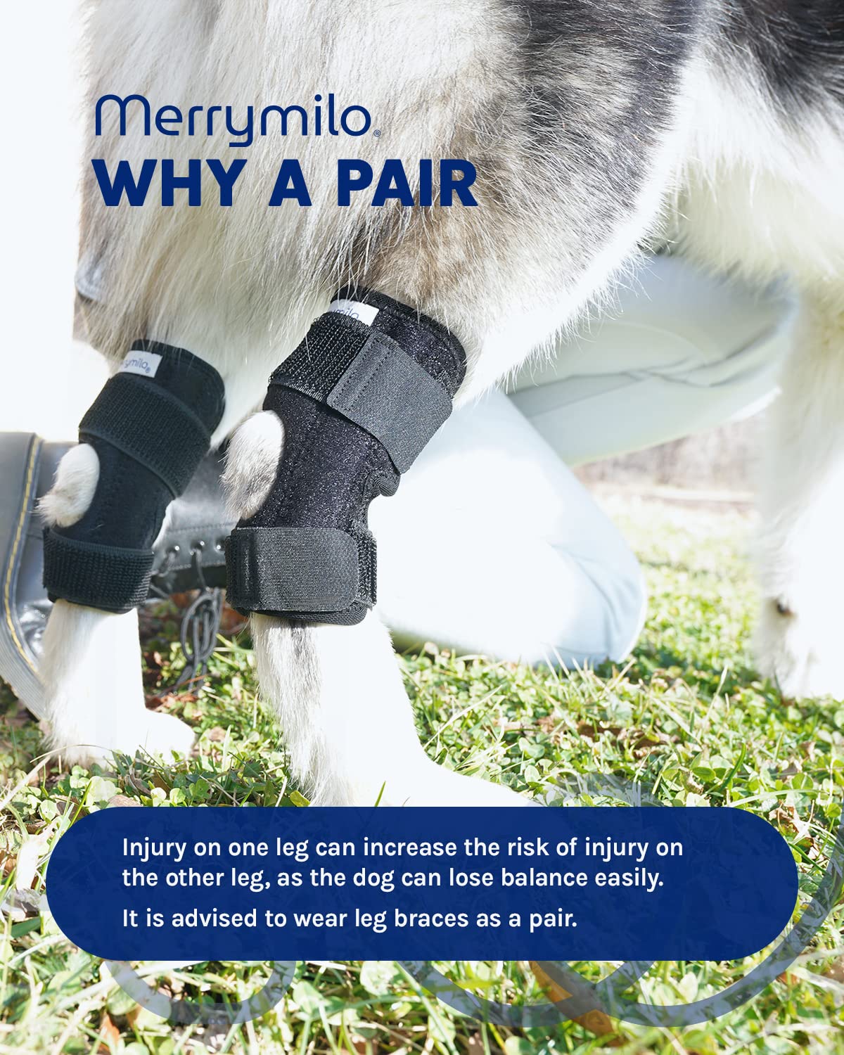 MerryMilo Dog Leg Brace for Rear Hock & Ankle, Canine Hind Leg Joint Compression Wrap for Torn ACL & CCL, Injury and Sprain Protection, Wound Care and Loss of Stability from Arthritis 1 Pair (Size: M)