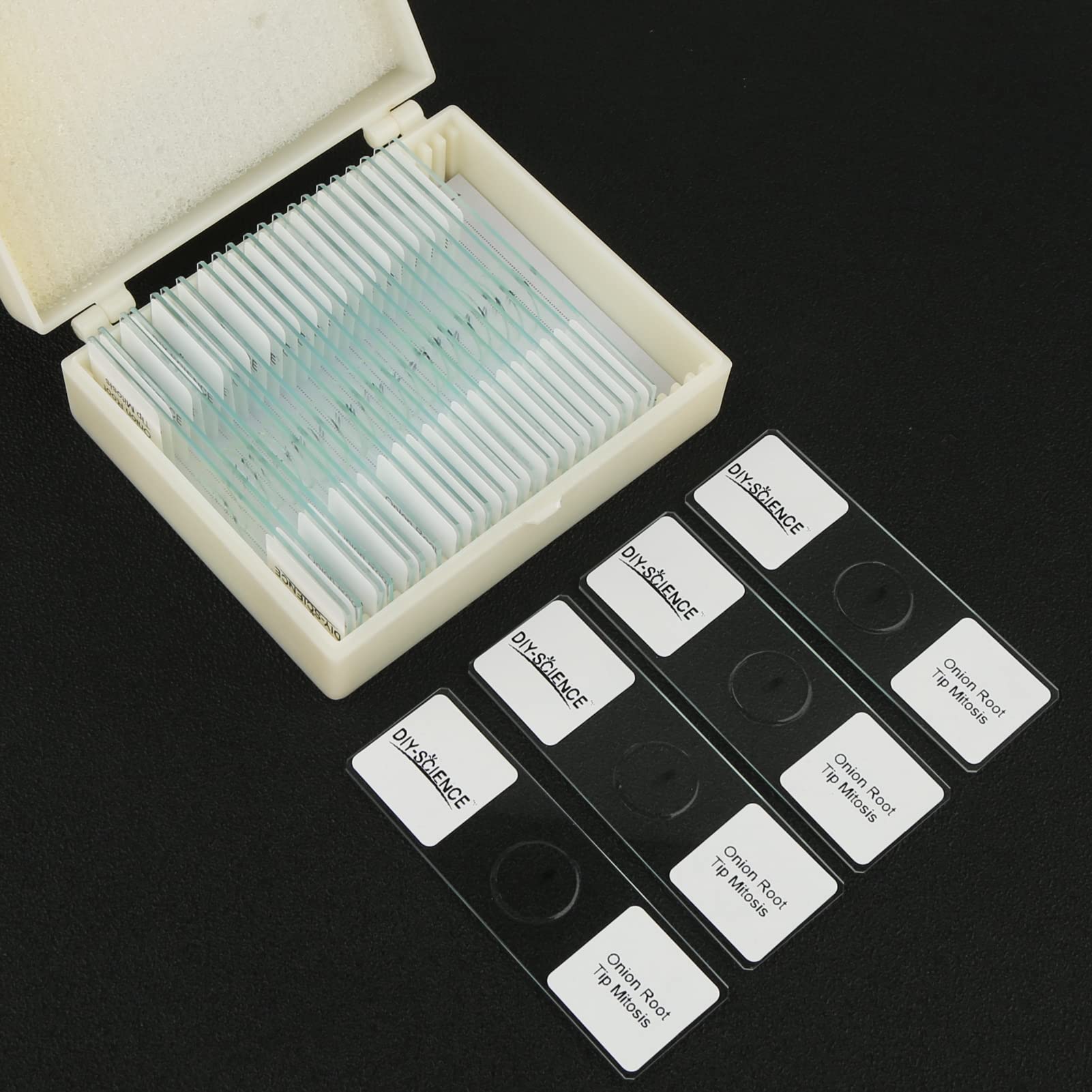 Onion Root Tips Mitosis Microscope Slides Set, 25PCS Pack Slides Show Plant Mitosis for Biology Science Class (25 Count)