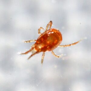 NaturesGoodGuys - Live Adult Phytoseiulus persimilis - Best for Two Spotted Spider Mites (2,000 Live Adult P. Persimilis)