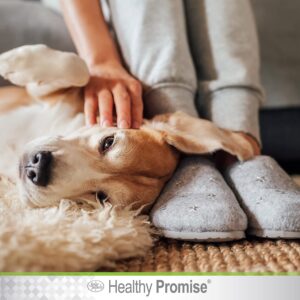 Four Paws Healthy Promise Pet Ear Wipes 35 Count