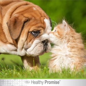 Four Paws Healthy Promise Pet Eye Wipes 35 Count