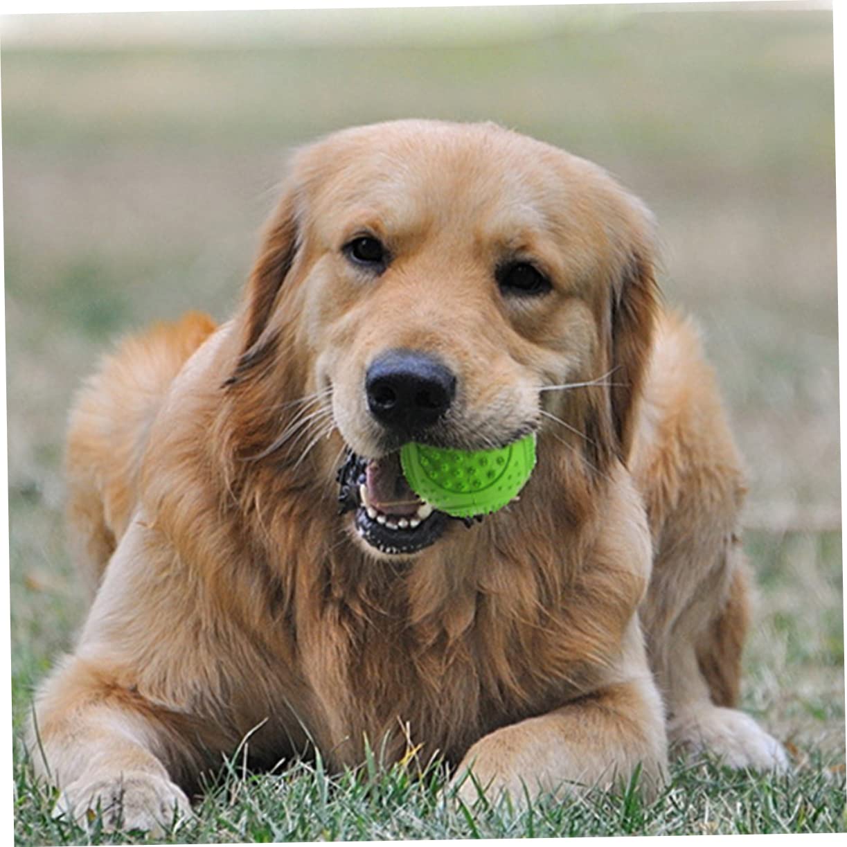 balacoo Dog Molar Toy Decompression Toys Pet Balls for Dogs Toy Pet Molars Pet Molar Toy Small Puppy Toys Interactive Pet Toys Molar Teether Dog Bite Dog Chew Toy Chew Toys