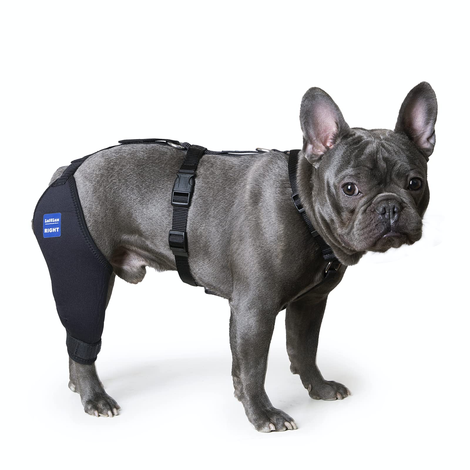 LufeLux Dog Knee Brace with Harness and Connection Belt, Lightweight and Stretchable, Support for Torn ACL Hind Leg, Luxating Patella, Reduces Arthritis Pain and Inflammation (X-Small)