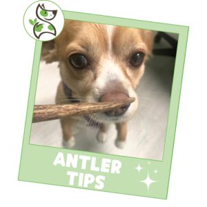 Nature Gnaws Antlers Tips for Small Dogs (1Lb) - Mix of Elk and Deer Antler - Variety of Short 2-4 inch Split and Whole Pieces