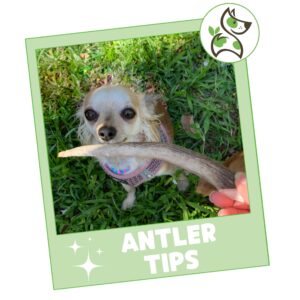 Nature Gnaws Antlers Tips for Small Dogs (1Lb) - Mix of Elk and Deer Antler - Variety of Short 2-4 inch Split and Whole Pieces