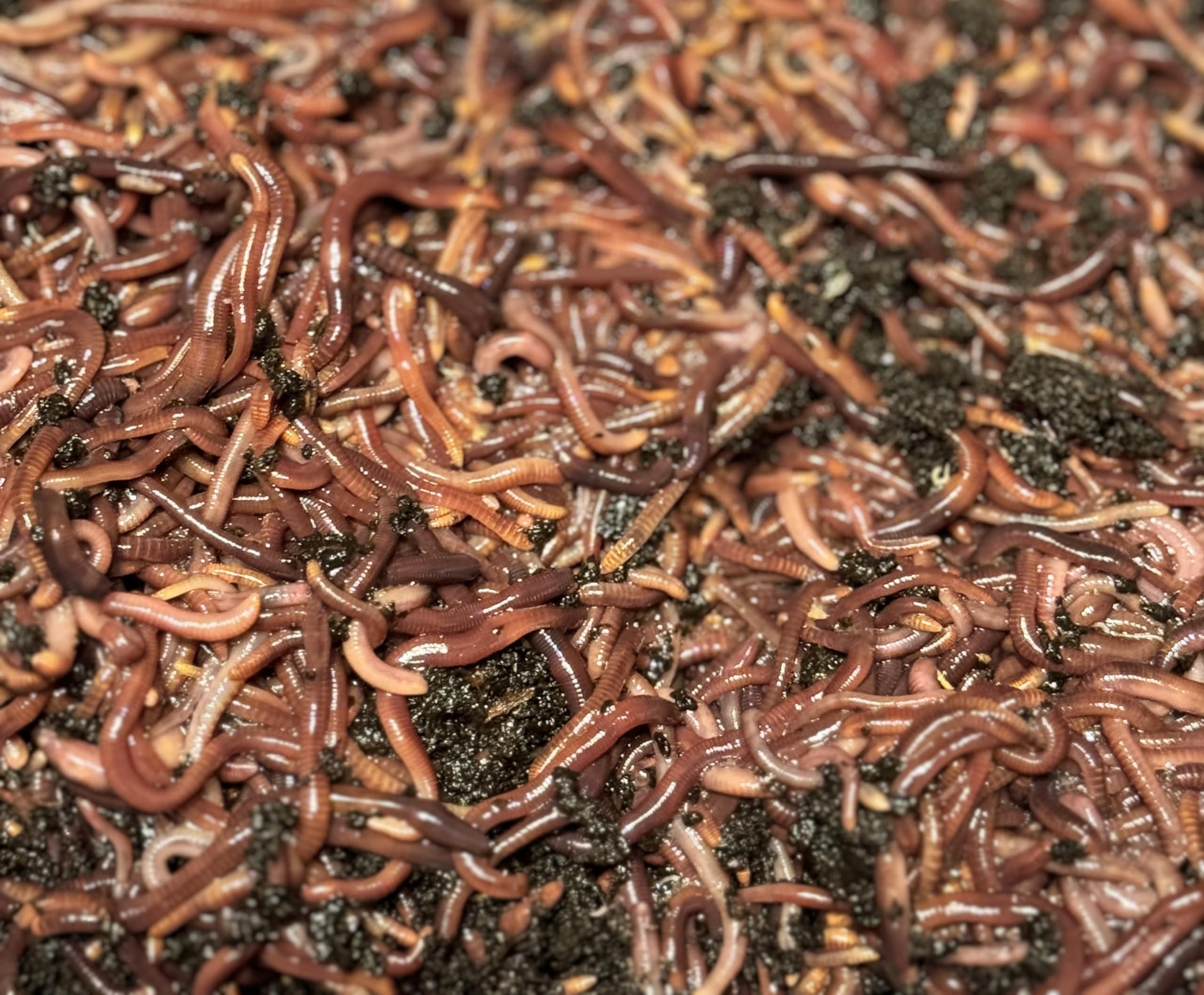 Live RED WIGGLERS Worms, Compost Worms, Composting Bins, Red Wiggler (100 Worms)