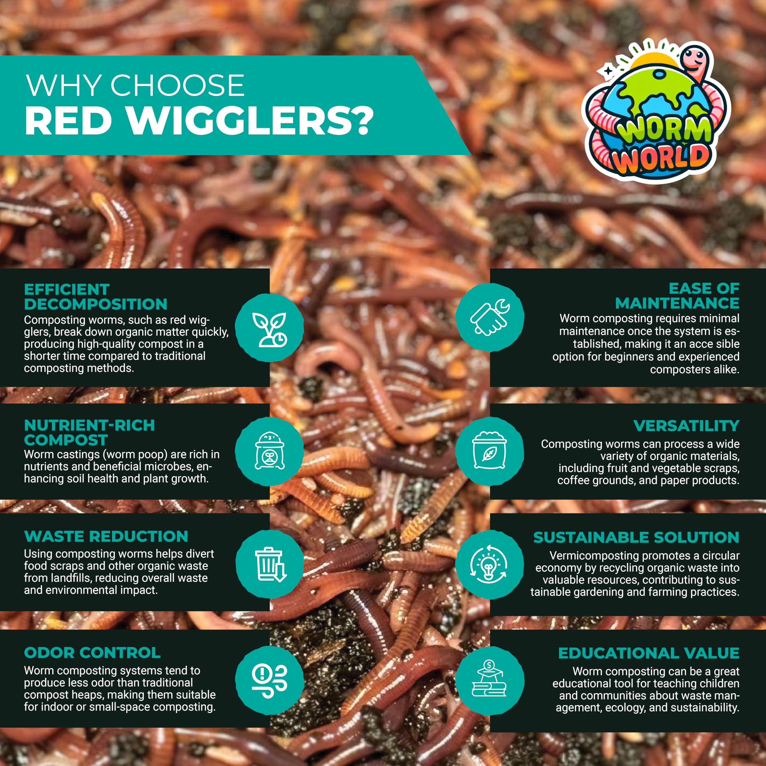 Live RED WIGGLERS Worms, Compost Worms, Composting Bins, Red Wiggler (100 Worms)