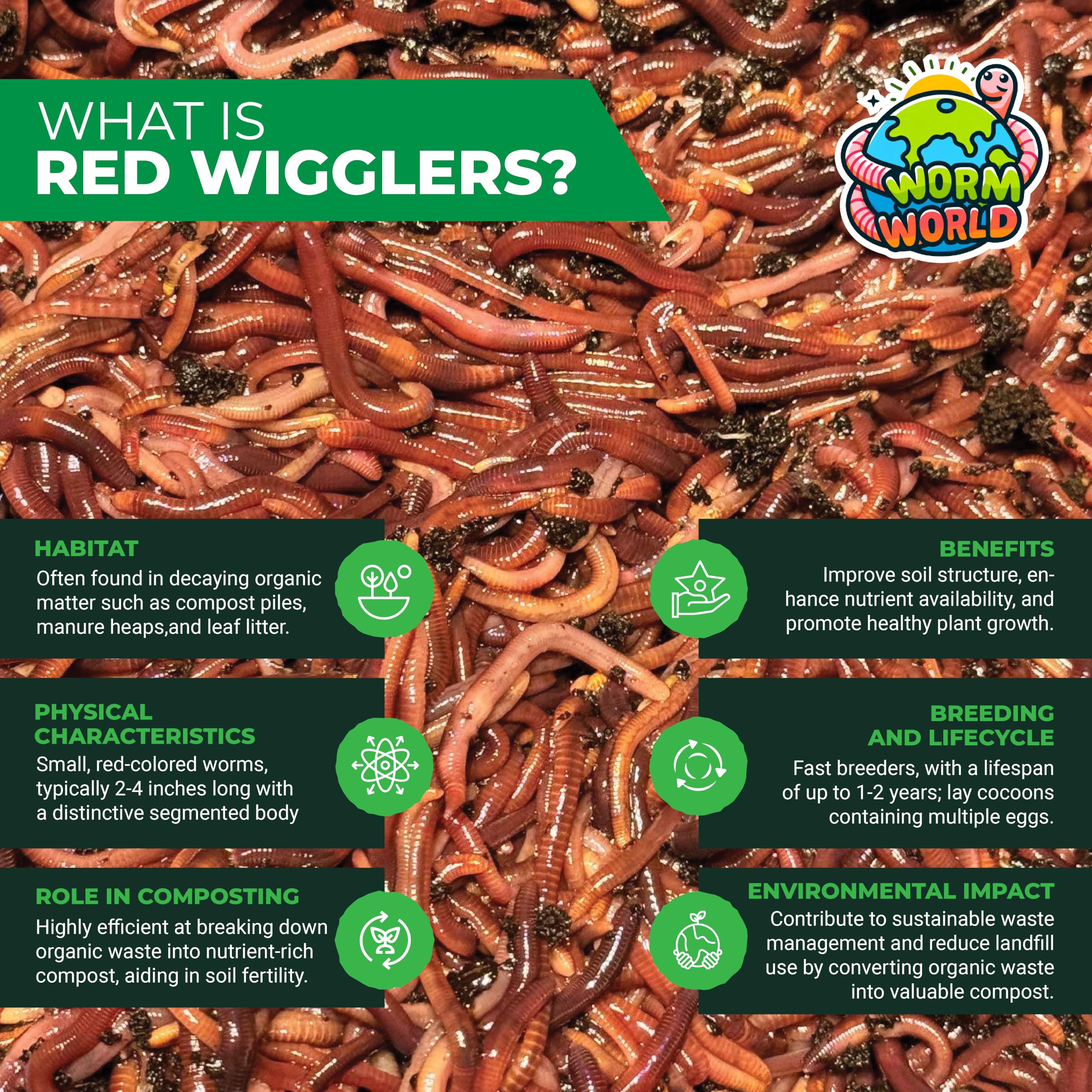 Live RED WIGGLERS Worms, Compost Worms, Composting Bins, Red Wiggler (100 Worms)