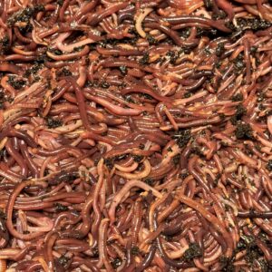 Live RED WIGGLERS Worms, Compost Worms, Composting Bins, Red Wiggler (100 Worms)