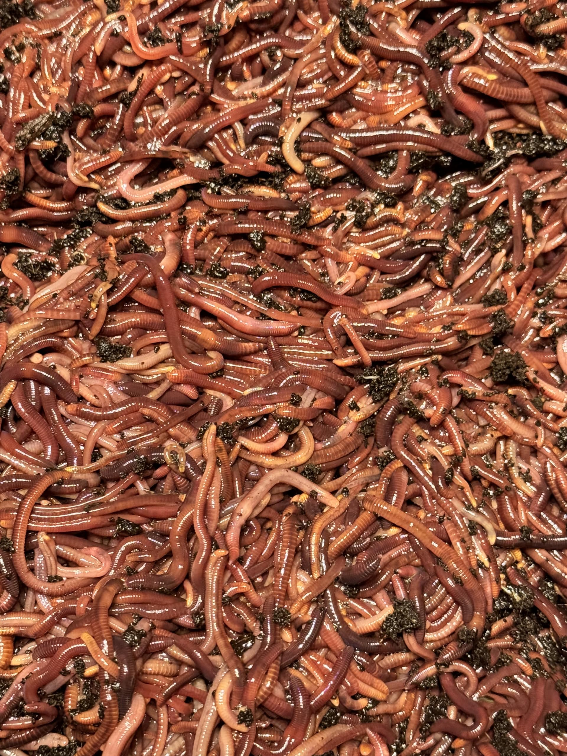 Live RED WIGGLERS Worms, Compost Worms, Composting Bins, Red Wiggler (100 Worms)