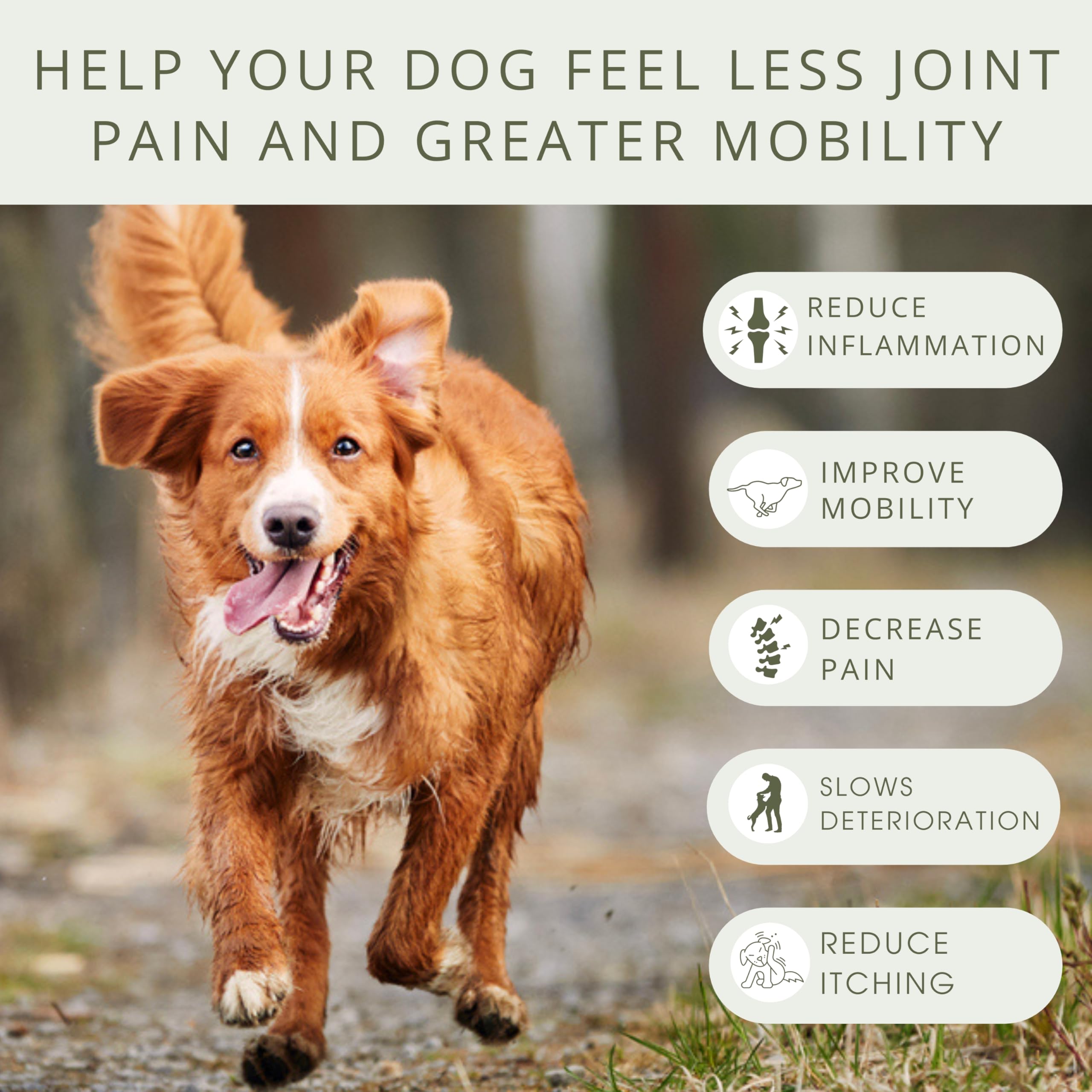 Pure Dogs Hip & Joint Supplement for Large Breed & Small Breed - Dog Joint Pain Relief Chews for Function & Mobility - Glucosamine Chondroitin for Dogs Gut & Digestive Support - 90 Dog Joint Chews