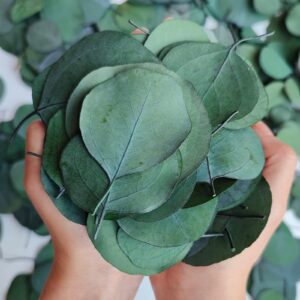 200+ pcs dried real eucalyptus leaves, 100% natural preserved bulk silver dollar green leaves flower girl basket, biodegradable confetti for weeding registry items, diy baby shower decor