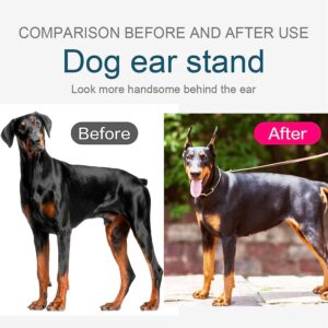 Pacify Doberman Dog Ear Posting Kit, Dog Ear Stand Up Support Tool with Tape Doberman Pinscher Dogs