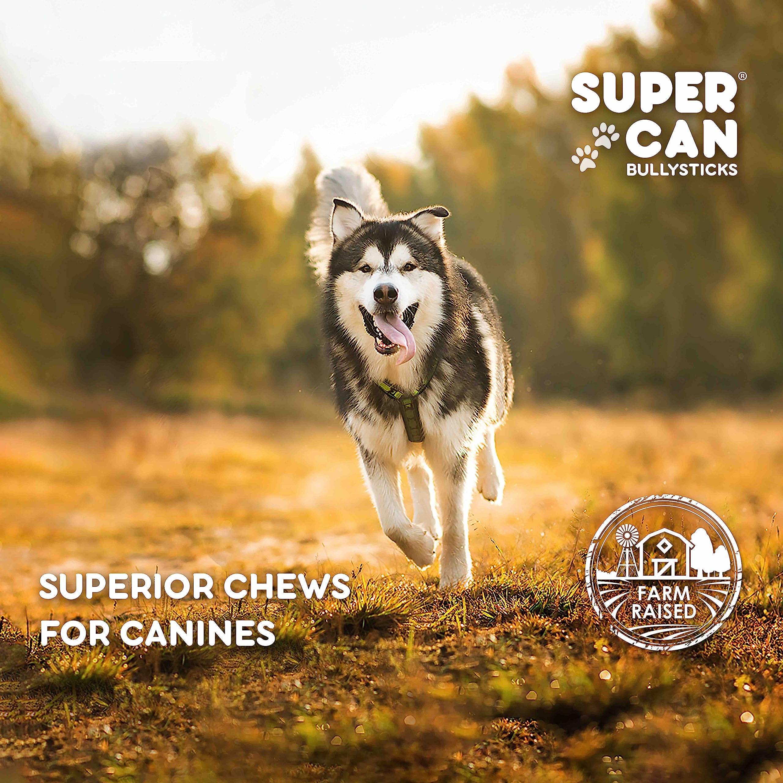 SUPER CAN BULLYSTICKS Liver Sticks Treats for Dogs (6oz) - 100% Natural Dog Chews - Training Treats - Supports Immune System with Natural Vitamins A, B6, B12, Iron, Copper & Zinc