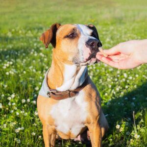 Milk-Bone Brushing Chews Dental Dog Treats - Mini Snacks for Small Breeds (48 Count) - Plus Rope Toy and Fun Animal Facts Booklet Bundle