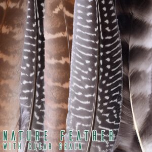 Natural Turkey Spotted Feathers for Crafts Pheasant Feathers DIY Wedding Home Party Decorations 36Pcs