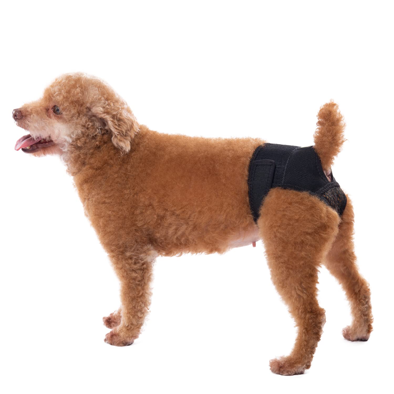 yrenoer Dog Panties for Dogs in Heat, Reusable Female Dog Pants to Prevent Cross-Tailing. Washable Dog Underwear to Protect Female Dogs from Male Dogs (L, Black)