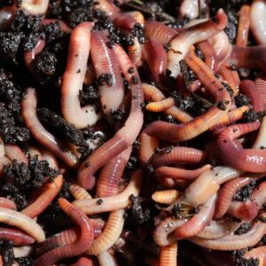 Brothers Worm Farm 1/2 Lb European Nightcrawlers Live Worms for Fishing & Composting (~150 Count). Larger Than Red Wigglers and Great Worms for Fishing, Composting, & Gardens