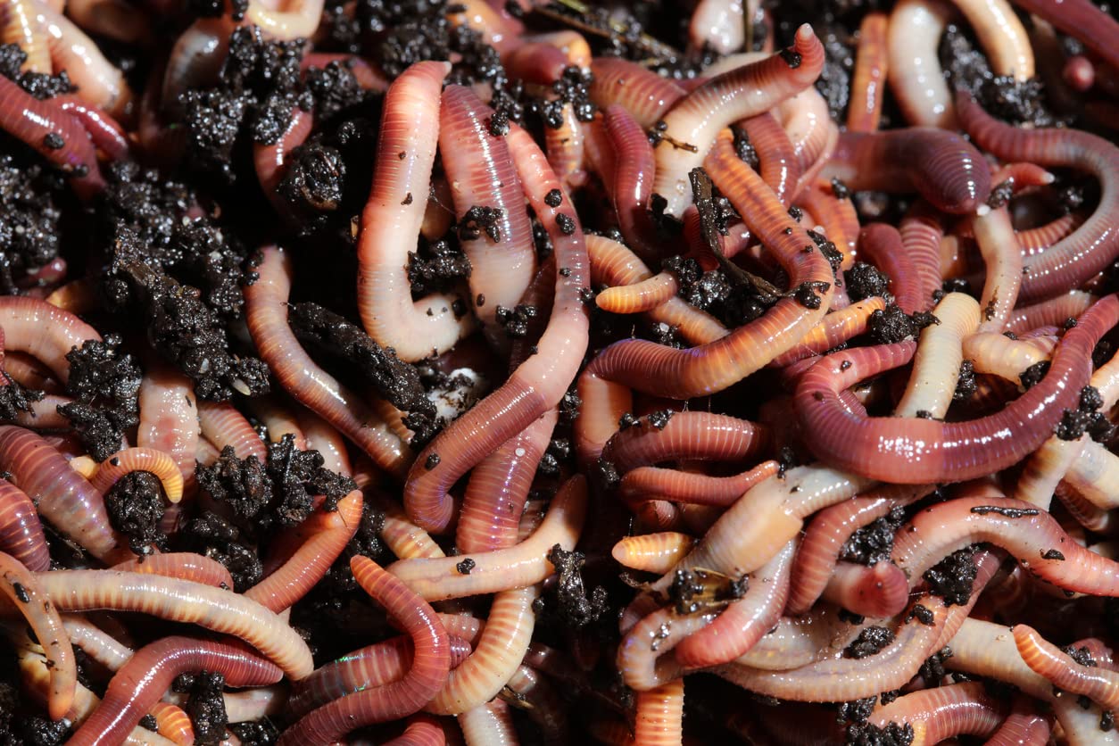 Brothers Worm Farm 1/2 Lb European Nightcrawlers Live Worms for Fishing & Composting (~150 Count). Larger Than Red Wigglers and Great Worms for Fishing, Composting, & Gardens