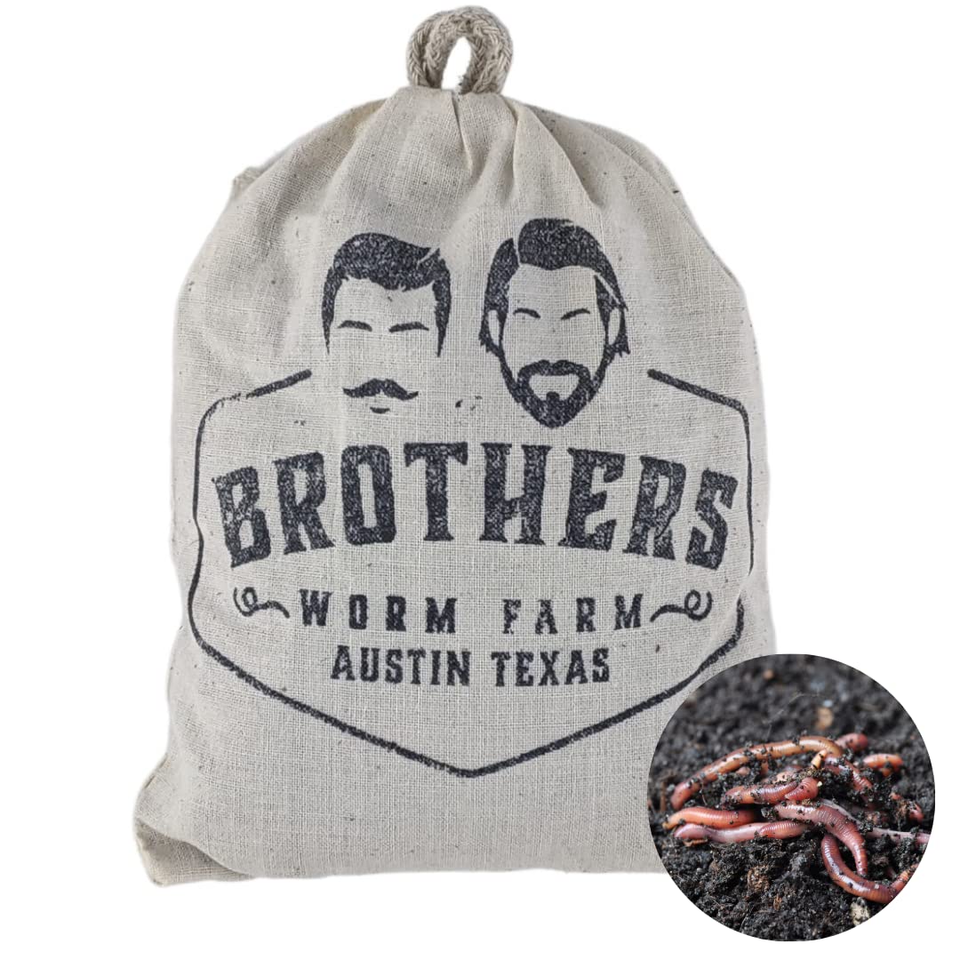 Brothers Worm Farm 1/2 Lb European Nightcrawlers Live Worms for Fishing & Composting (~150 Count). Larger Than Red Wigglers and Great Worms for Fishing, Composting, & Gardens