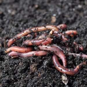 Brothers Worm Farm 1/2 Lb European Nightcrawlers Live Worms for Fishing & Composting (~150 Count). Larger Than Red Wigglers and Great Worms for Fishing, Composting, & Gardens