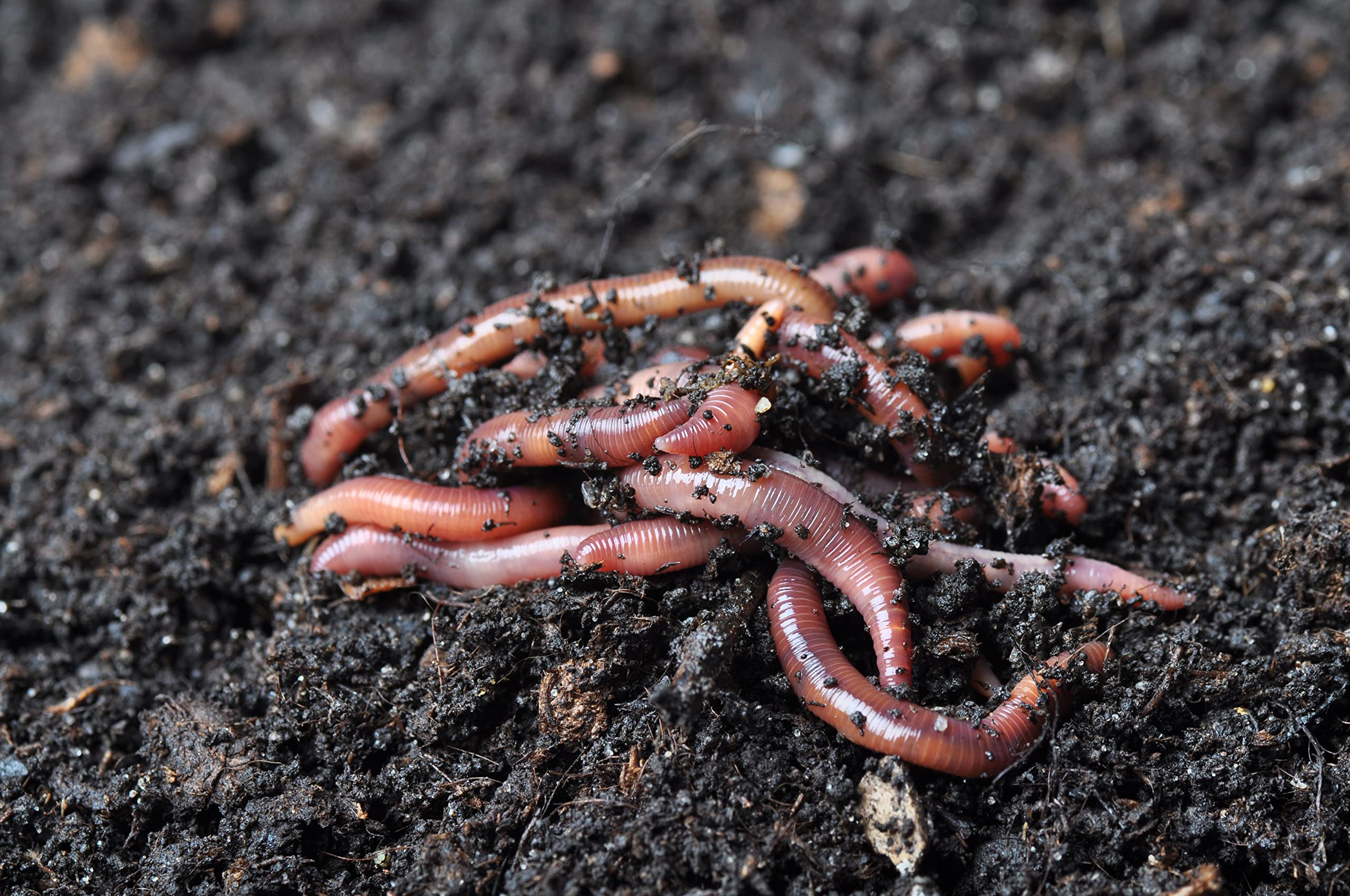 Brothers Worm Farm 1/2 Lb European Nightcrawlers Live Worms for Fishing & Composting (~150 Count). Larger Than Red Wigglers and Great Worms for Fishing, Composting, & Gardens