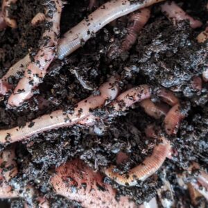 Brothers Worm Farm 1/2 Lb European Nightcrawlers Live Worms for Fishing & Composting (~150 Count). Larger Than Red Wigglers and Great Worms for Fishing, Composting, & Gardens