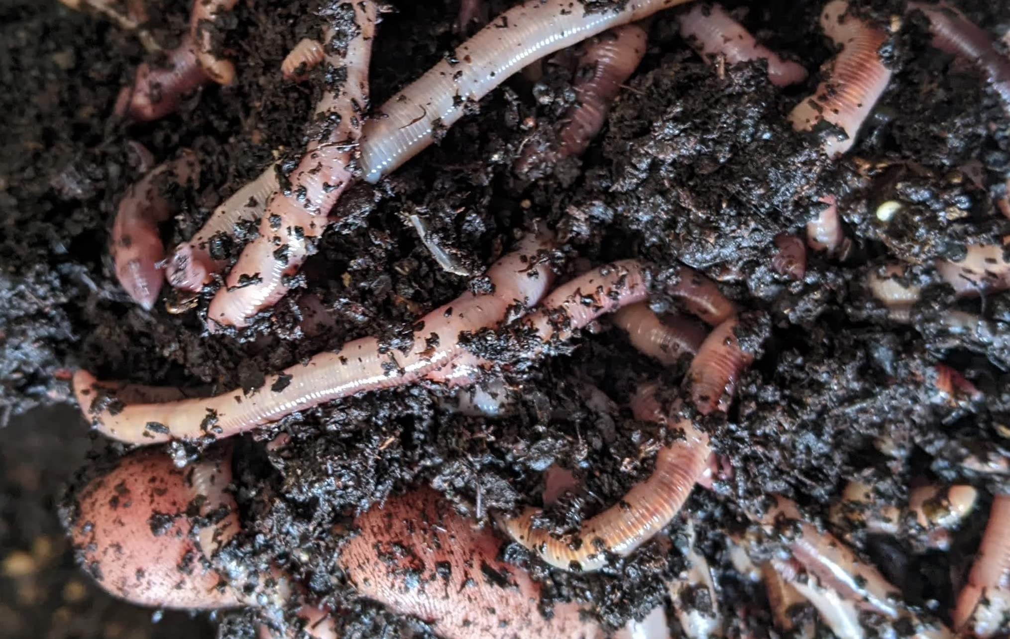 Brothers Worm Farm 1/2 Lb European Nightcrawlers Live Worms for Fishing & Composting (~150 Count). Larger Than Red Wigglers and Great Worms for Fishing, Composting, & Gardens