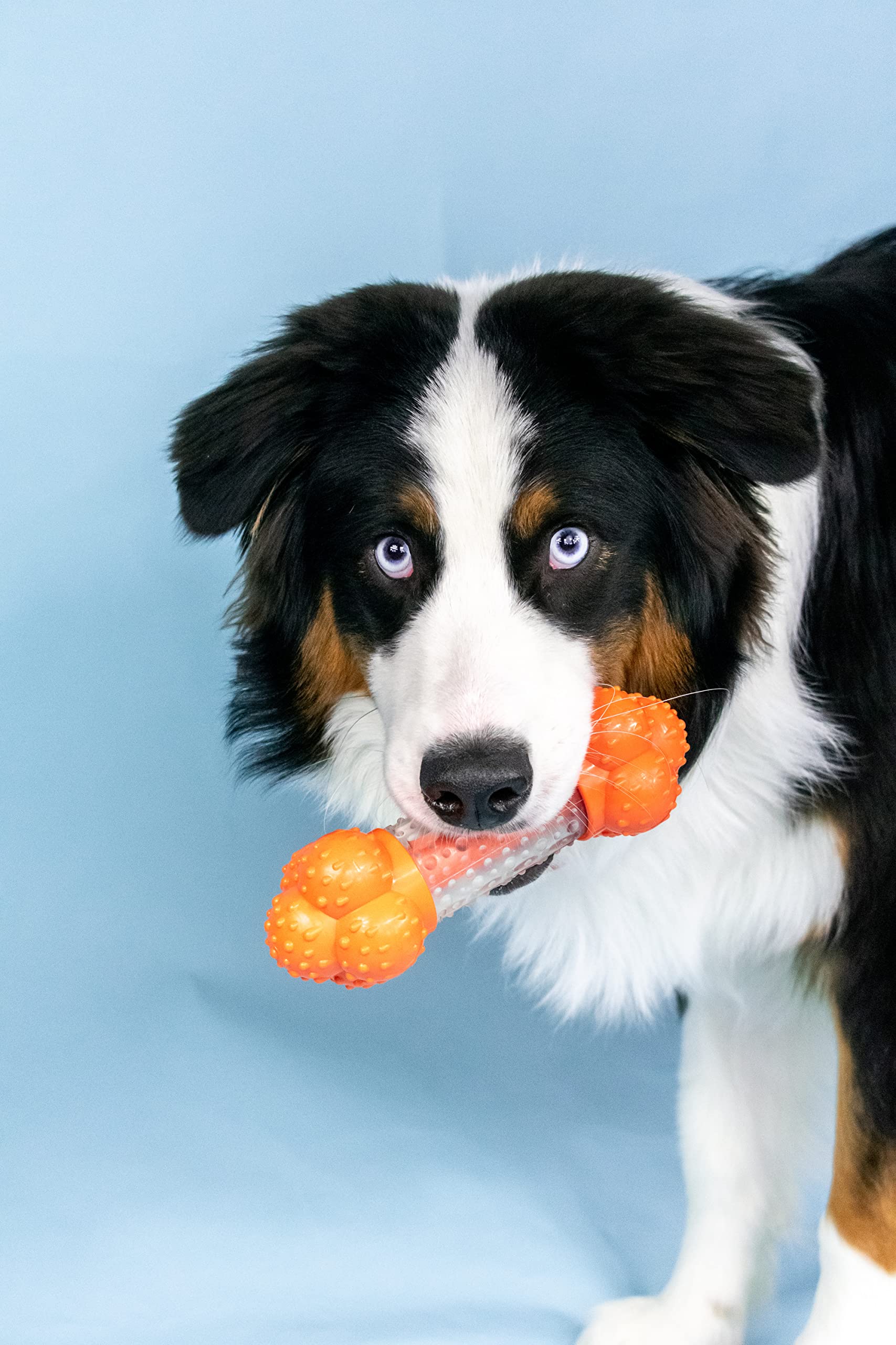 Nylabone Strong Chew Sneaky Snacker Treat Toy for Dogs, Interactive Dog Enrichment Chew Toys, Bacon Flavor, Large/Giant - Up to 50 lbs. (1 Count)