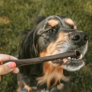 Best Bully Sticks All Natural Peanut Butter Flavor Beef Collagen Sticks - 6 Inch 6 Pack - Long Lasting Limited Ingredient Dog Chew - Supports Healthy Joints, Skin & Coat