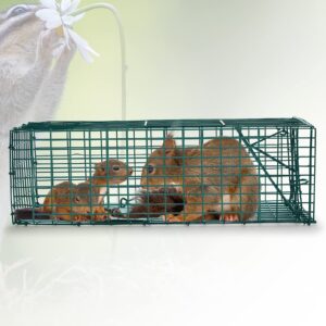 Qualirey 2 Pcs Humane Squirrel Trap Heavy Duty Live Animal Chipmunk Trap Catch and Release Rat Trap for Outdoor Small Animals Mouse Raccoon Stray Cat Rodent Weasels (16 x 5 x 5 Inch)