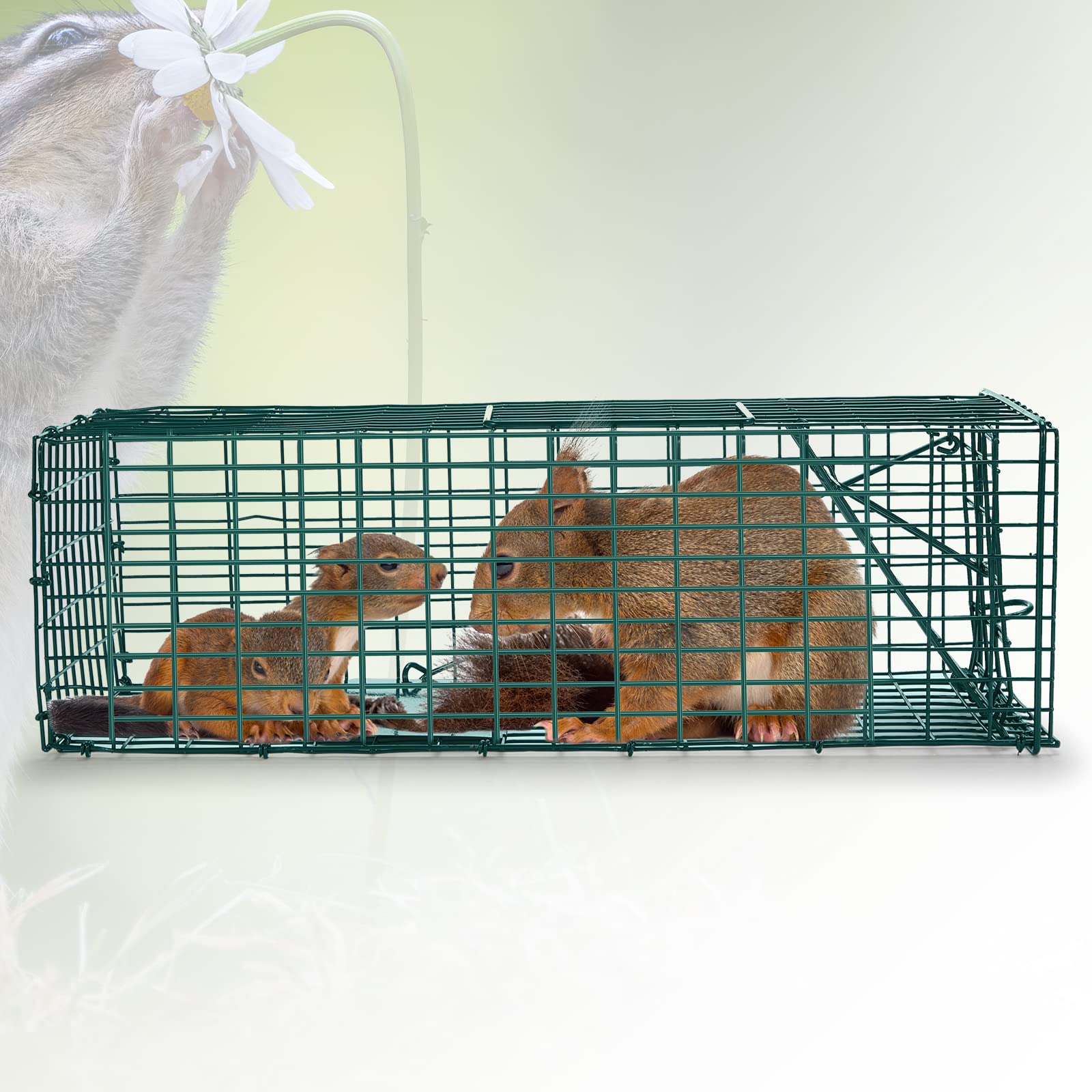 Qualirey 2 Pcs Humane Squirrel Trap Heavy Duty Live Animal Chipmunk Trap Catch and Release Rat Trap for Outdoor Small Animals Mouse Raccoon Stray Cat Rodent Weasels (16 x 5 x 5 Inch)