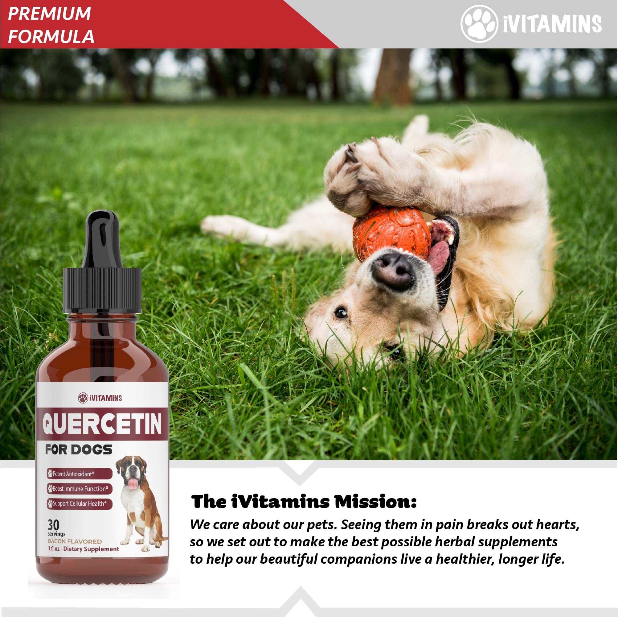 Quercetin for Dogs | Dog Allergy Relief | Quercetin for Dogs Allergies | Dog Allergy | Quercetin | Dog Allergy Support | Quercetin Dog | Dog Allergies | Quercetin Supplements | Bacon Flavor (1 Pack)