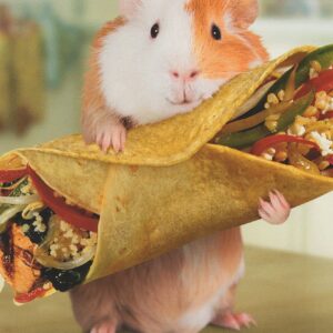 Heartline Funny Guinea Pig Holding a Burrito Happy Birthday Card - U R Better Than Burritos and, Honestly - I Didn't Even Think That Was a Thing.