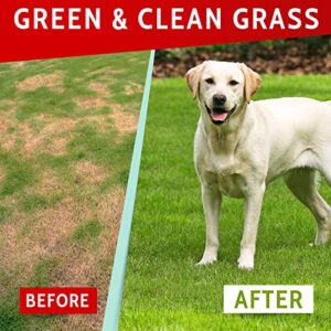 PAWFECTCHEW Green Lawn Chews for Dogs - Green Grass Chews - Urine Neutralizer Grass Burn Spots - Lawn Burn from Dog Urine - Probiotics & Enzymes - Made in USA - Bacon Flavor - 120 Lawn Saver Chews