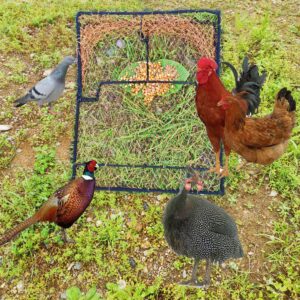 DSQSTMR Bird Trap Pigeon Sparrow Quail Starling Chicken Live Animal Control Spring Traps Snares for Trapping Catching Net