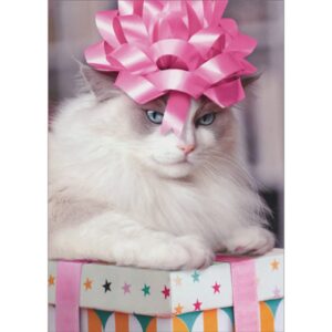 avanti press cat wearing pink bow on head and sitting on present funny/humorous feminine birthday card for her : women