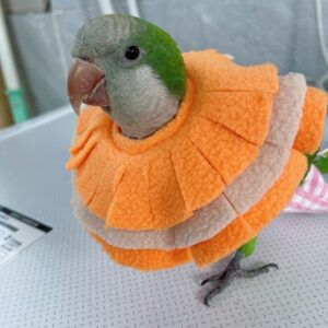 RRRIOT Adjustable Parrot Cone Collar, Safe and Practical Cotton Collar to Prevent Bites and Licking Wounds, to Help heal (2XL)